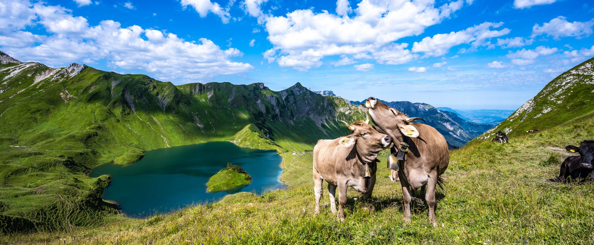 Allgäuer Braunvieh – Bergmomente direkt vor der Haustür Kühe im Sommerurlaub am Schrecksee bei Hinterstein
